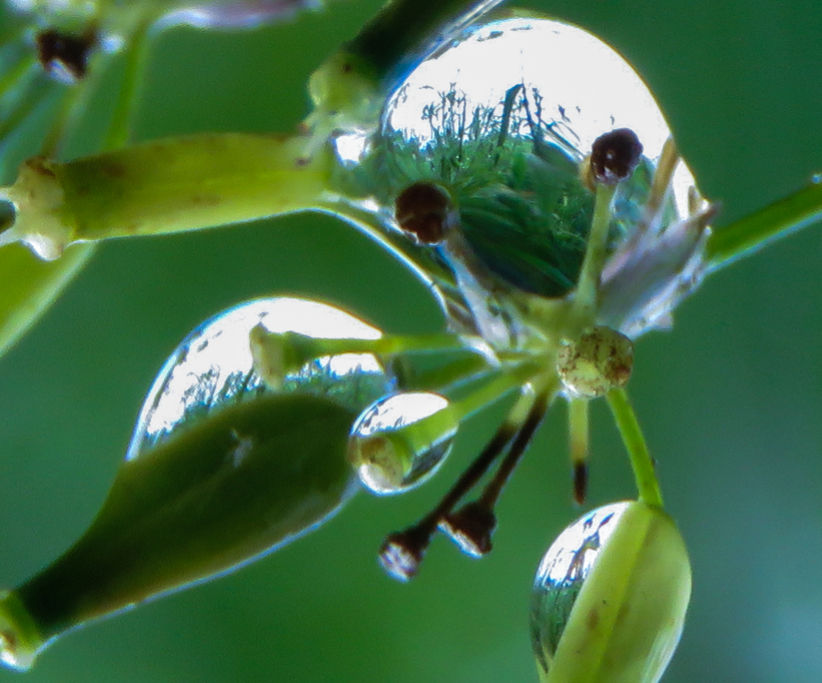 Photo of water droplets on a plant shoot