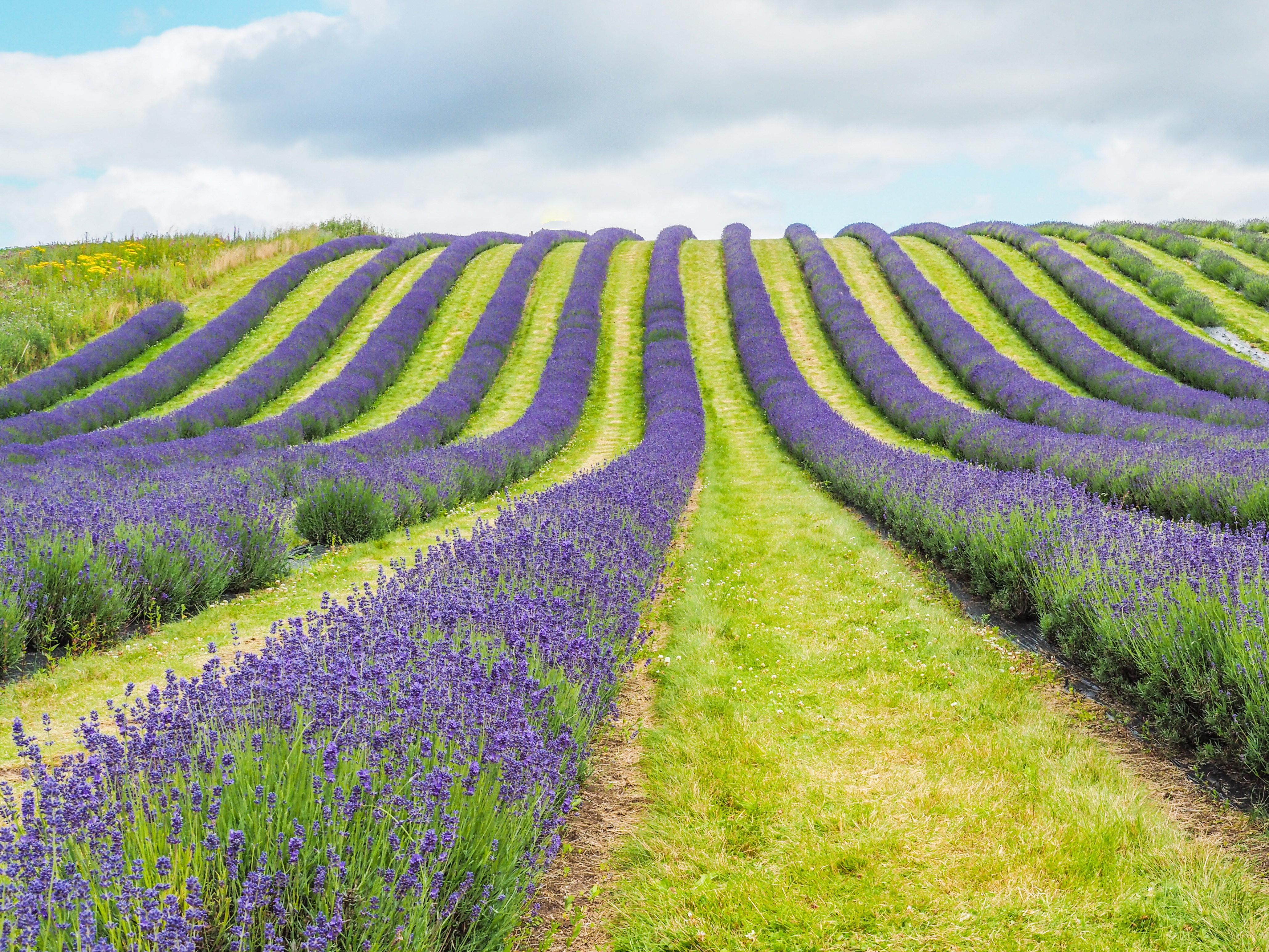 A rolling hill of rows of lavender growing