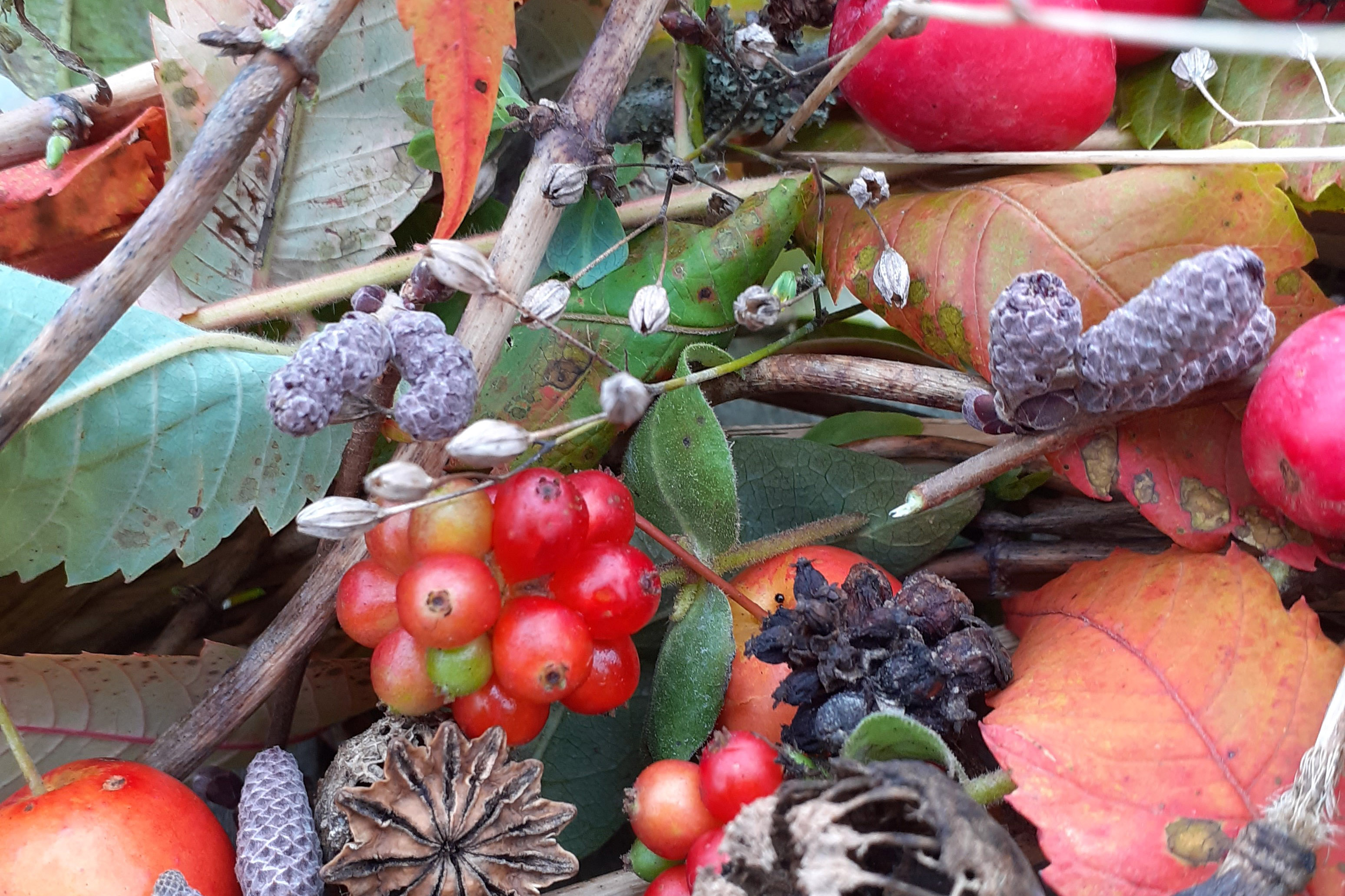 festive foliage