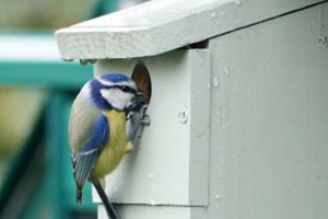 Photoshop bird 3