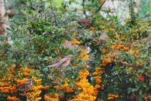 photoshop bird 1