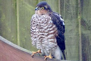 photoshop bird 2