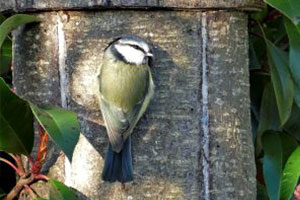 photoshop bird 4