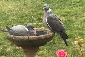 Your Photos from the Great U3A Birdwatch
