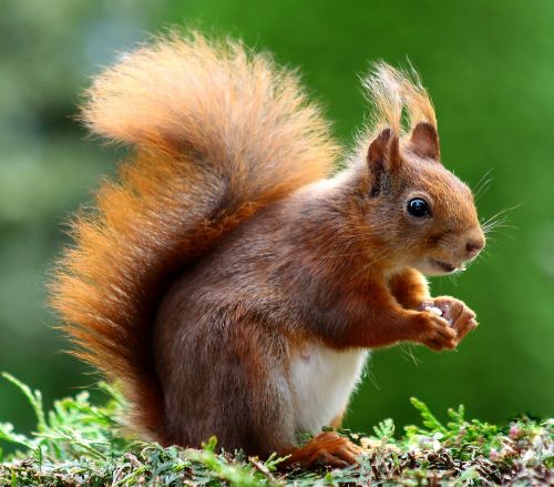 Photo of a squirrel on moss