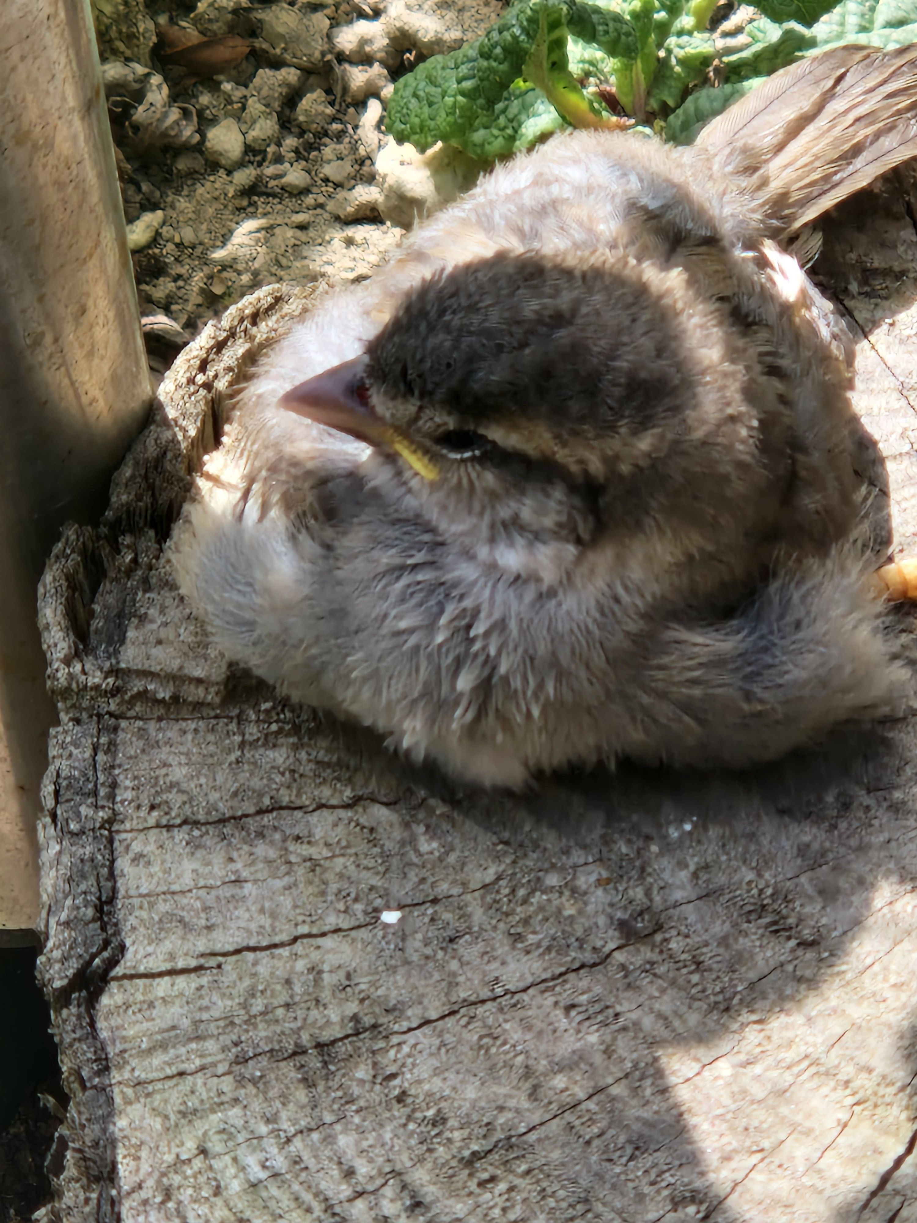 Photo of a baby sparrow