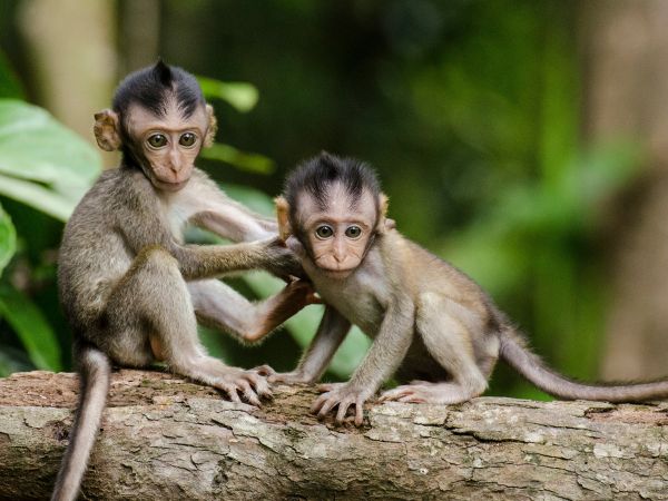 Photo of two curious baby monkeys