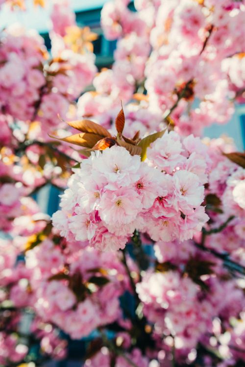 Photo of cherry blossom